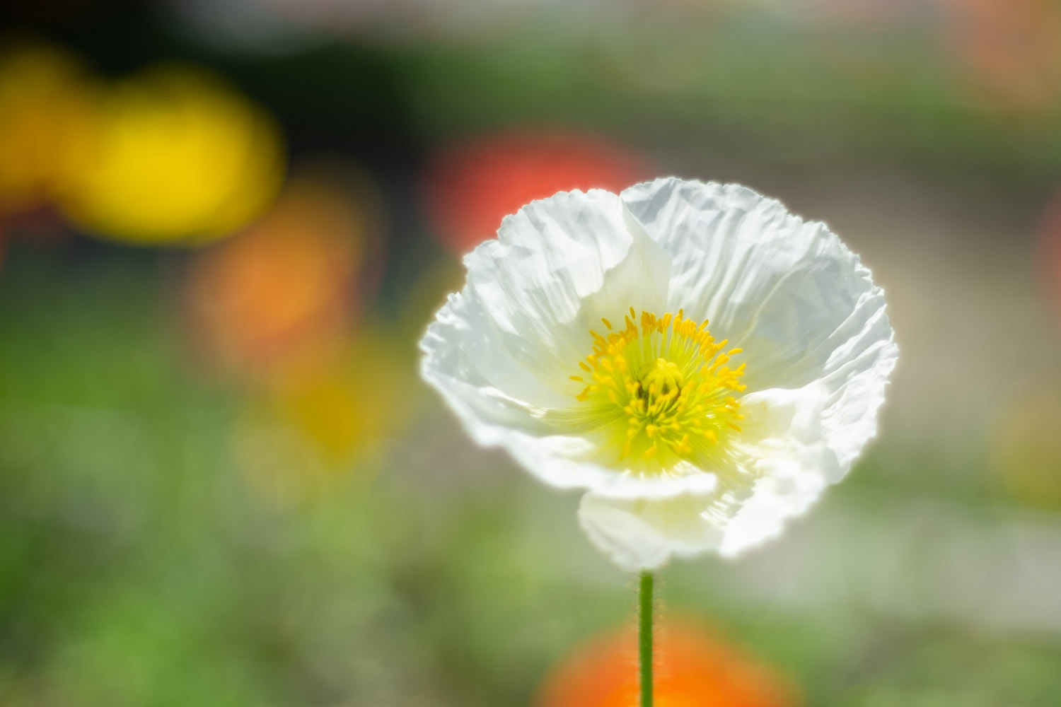 やまぐちフラワーランド