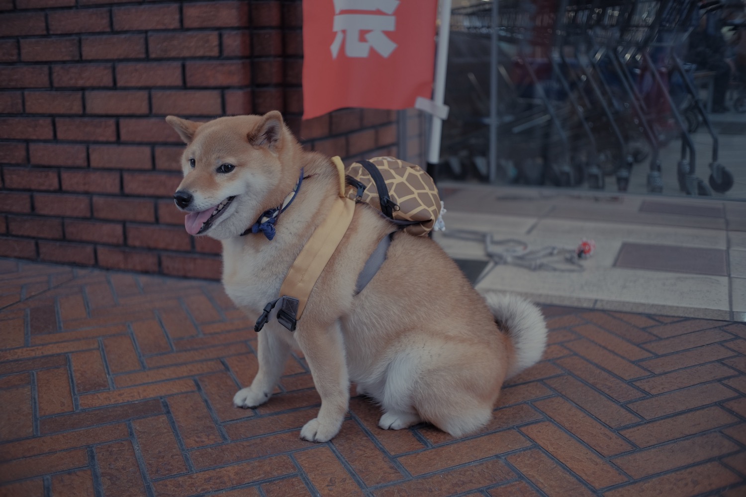 柴犬